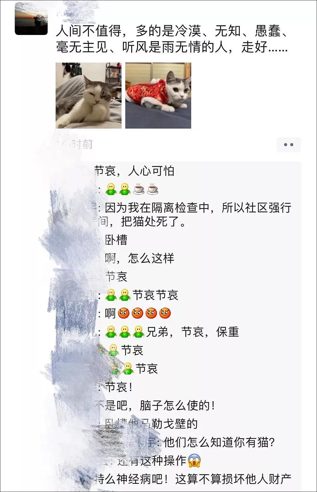 新型冠状病毒隔离期 我的猫竟被社区活埋