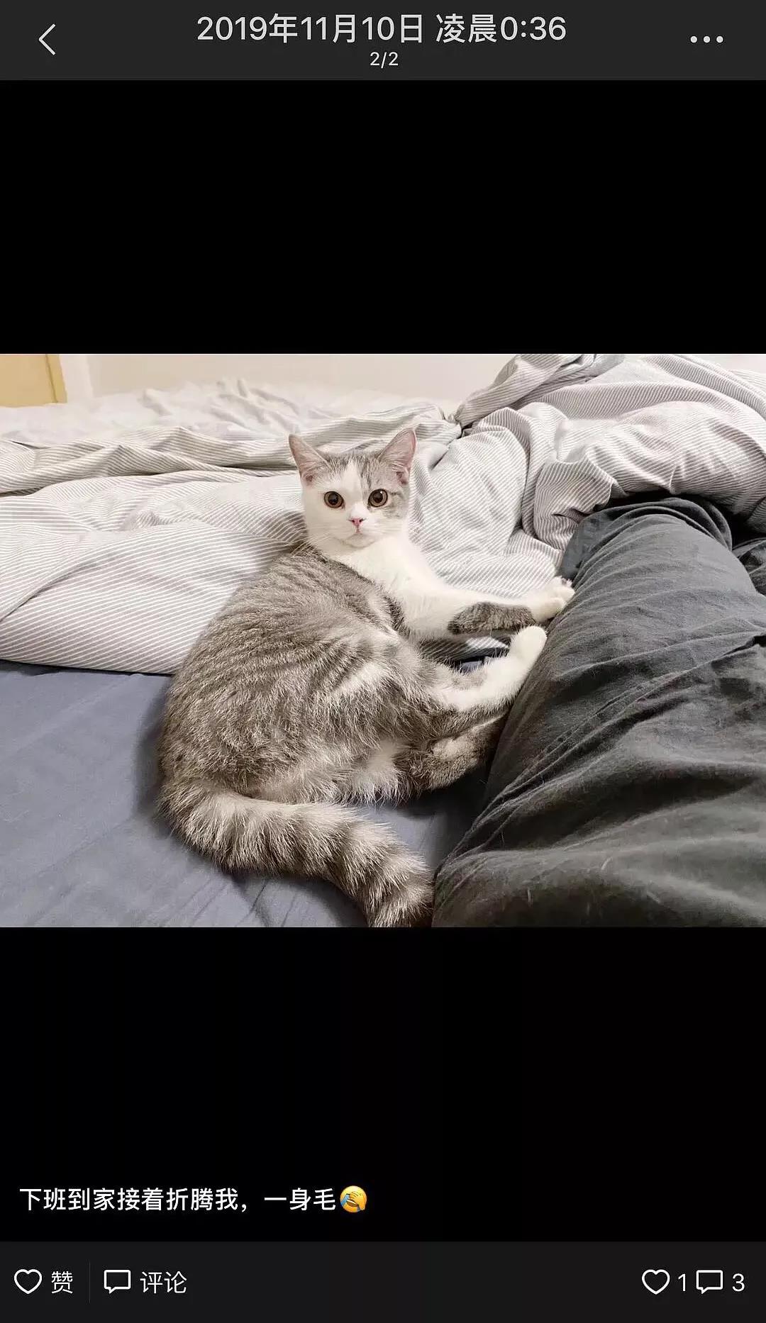 新型冠状病毒隔离期 我的猫竟被社区活埋