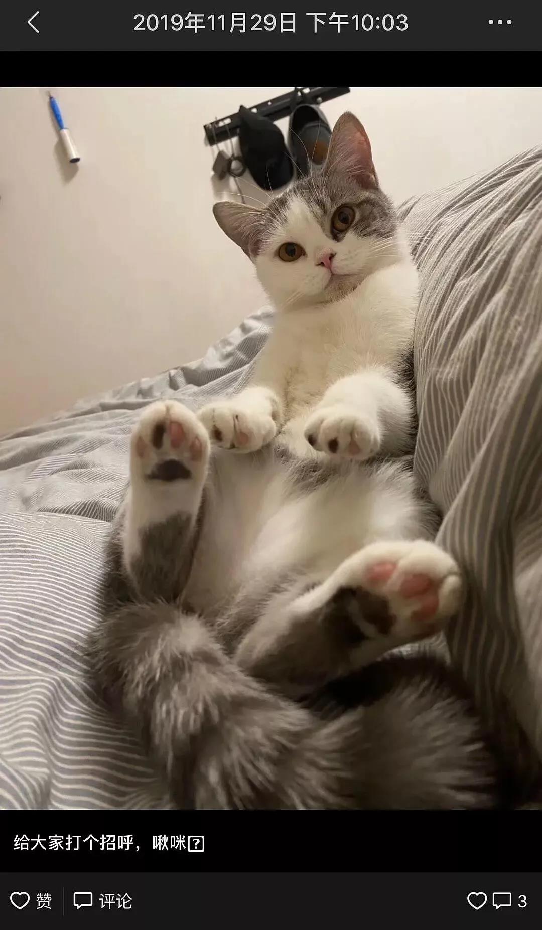 新型冠状病毒隔离期 我的猫竟被社区活埋