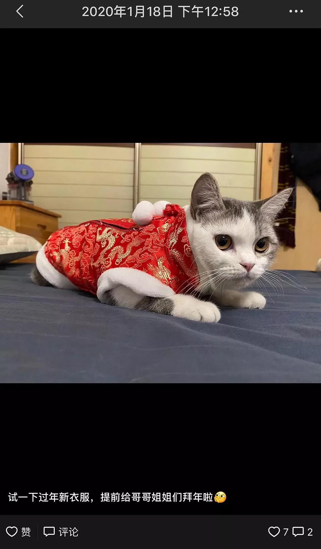 新型冠状病毒隔离期 我的猫竟被社区活埋