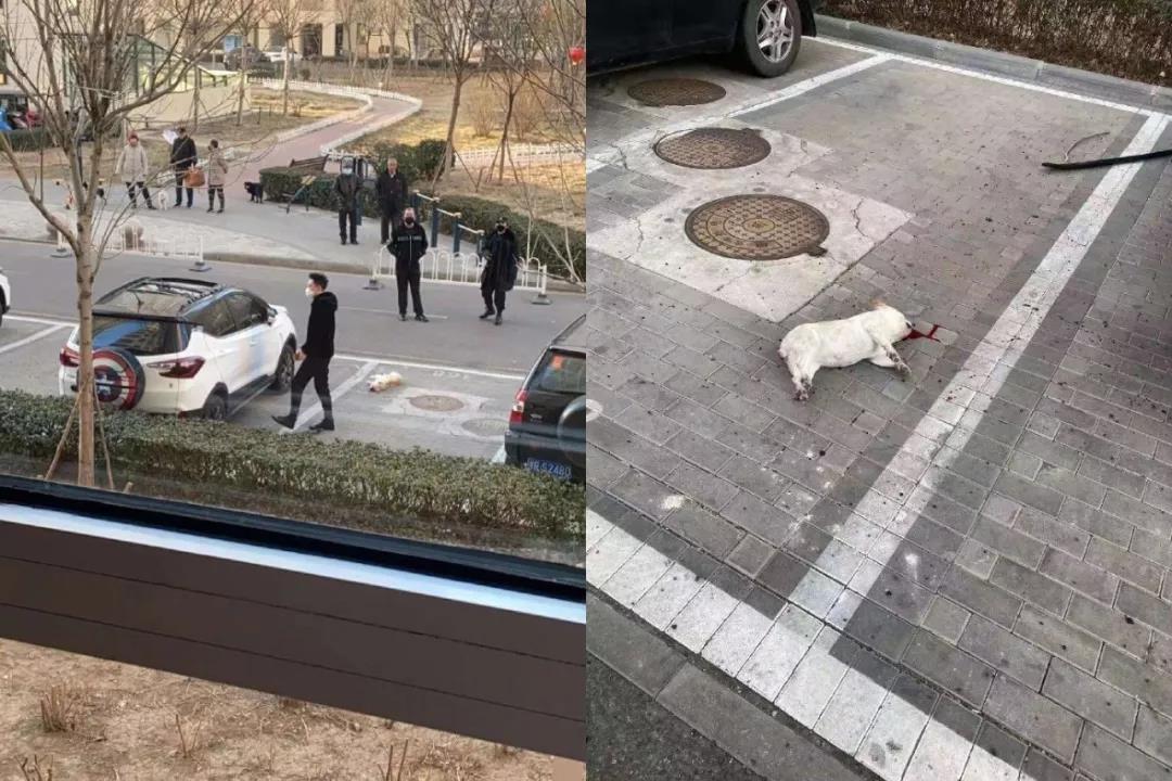 新型冠状病毒隔离期 我的猫竟被社区活埋