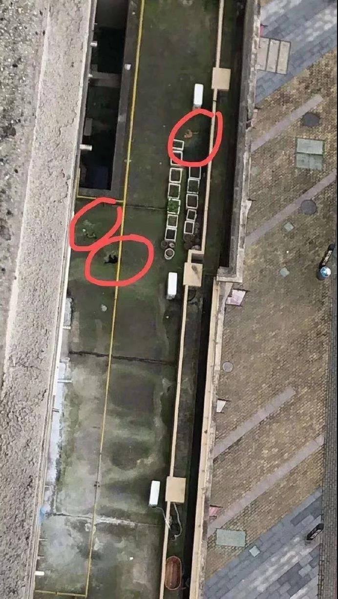 新型冠状病毒隔离期 我的猫竟被社区活埋