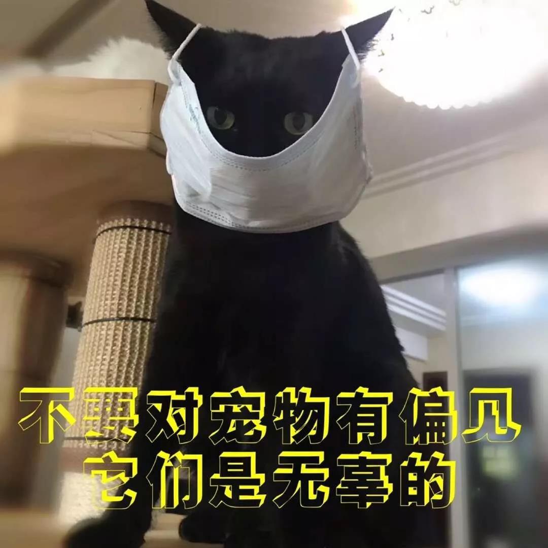 猫狗会不会感染新型冠状病毒 别再重演非典悲剧了！