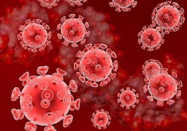 宠物猫狗会感染新型冠状病毒吗 世界卫生组织辟谣