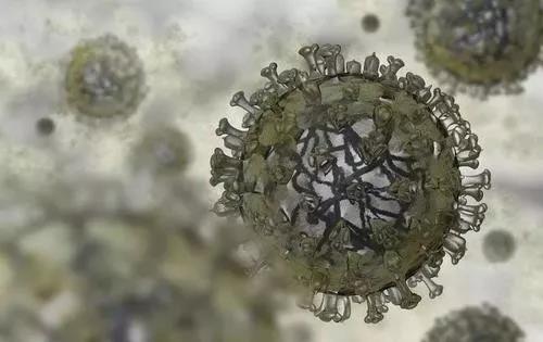 宠物猫狗会感染新型冠状病毒吗 世界卫生组织辟谣