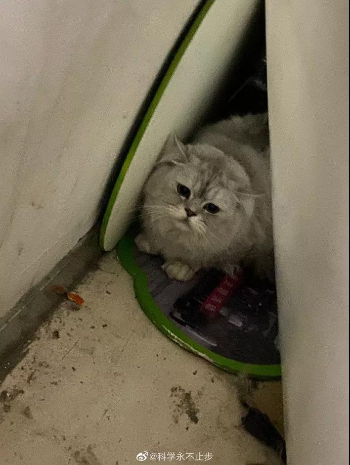 猫狗会不会感染新型肺炎 来看看这座魔幻城市的行为