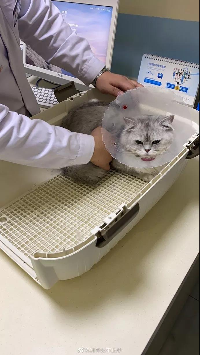 猫狗会不会感染新型肺炎 来看看这座魔幻城市的行为