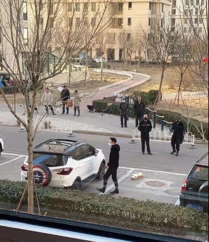 猫狗会传染新型冠状病毒吗 无证据显示会感染！