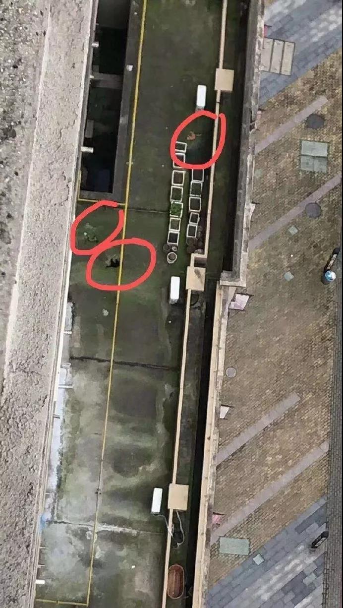 猫狗会传染新型冠状病毒吗 无证据显示会感染！