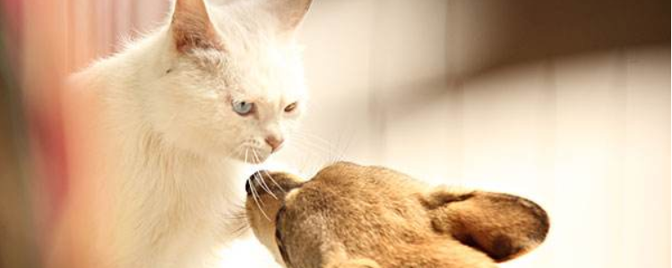 新冠病毒还能养猫狗吗 不要让猫狗外出了！