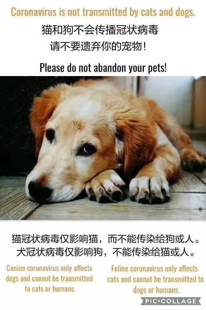 新型冠状病毒对猫有没有影响 目前没有直接说明！