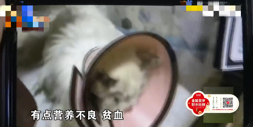 新型冠状病毒对猫有没有影响 目前没有直接说明！