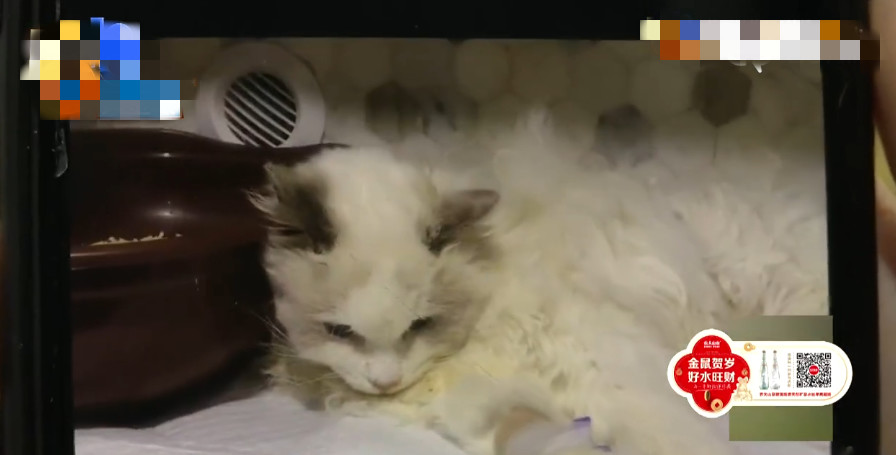 新型冠状病毒对猫有没有影响 目前没有直接说明！