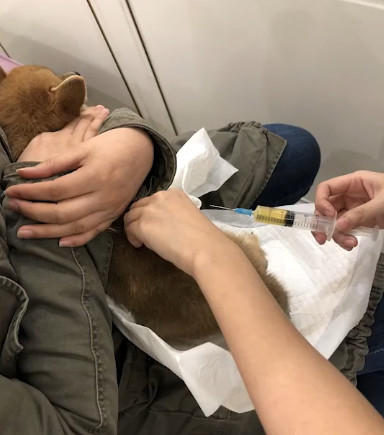 新型冠状病毒对猫有没有影响 目前没有直接说明！
