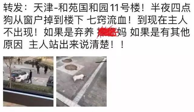 猫狗真的会感染新型冠状病毒吗 背锅的猫狗真的蛮可怜的！