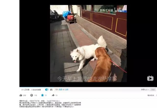 猫狗真的会感染新型冠状病毒吗 背锅的猫狗真的蛮可怜的！