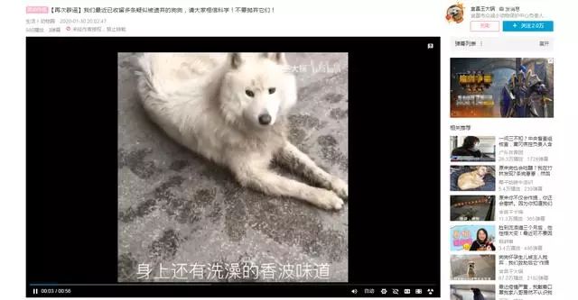 猫狗真的会感染新型冠状病毒吗 背锅的猫狗真的蛮可怜的！