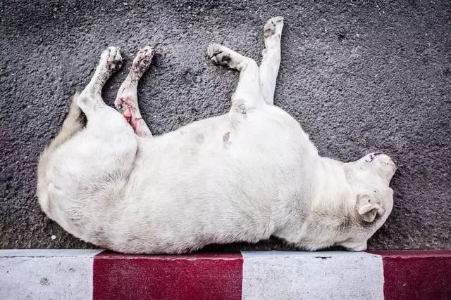 猫狗真的会感染新型冠状病毒吗 背锅的猫狗真的蛮可怜的！