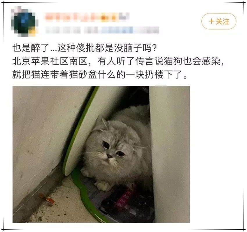 养猫能预防新型冠状病毒 这种骗人的你也能信！