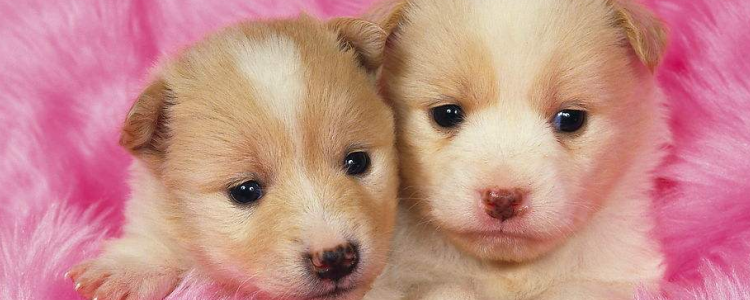 新冠肺炎人会传染给宠物吗 尽量避免直接接触