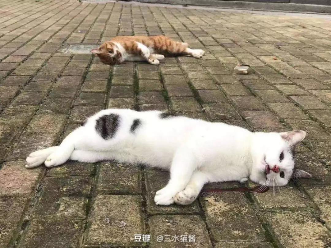新型肺炎和猫狗有关系吗 为什么还有人在扔猫摔狗?