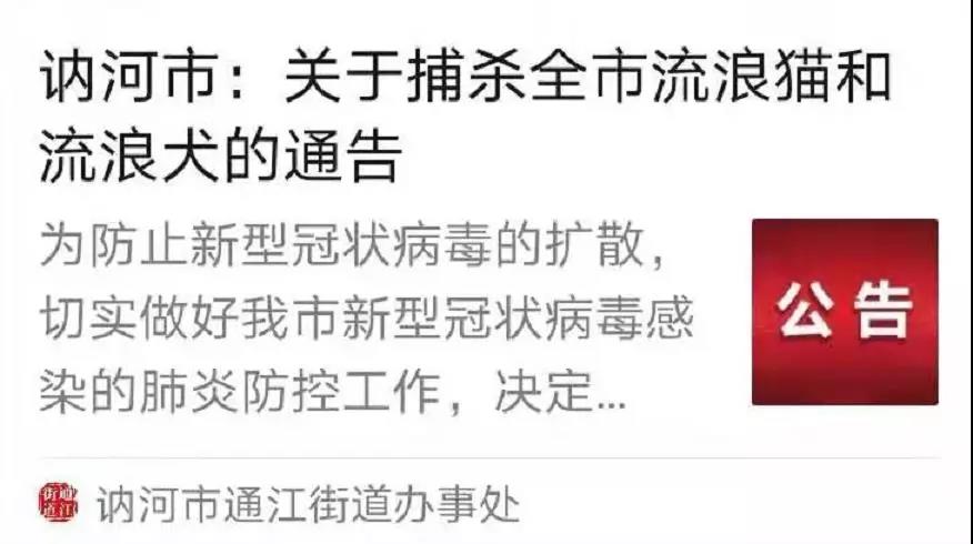 新型肺炎和猫狗有关系吗 为什么还有人在扔猫摔狗?