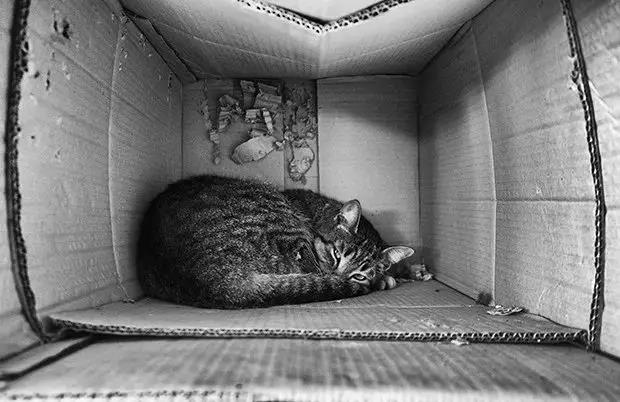 新型肺炎和猫狗有关系吗 为什么还有人在扔猫摔狗?