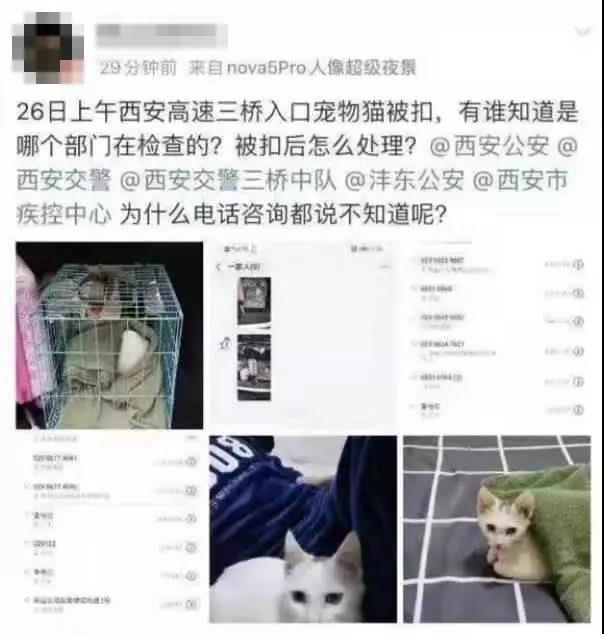 新型肺炎和猫狗有关系吗 为什么还有人在扔猫摔狗?