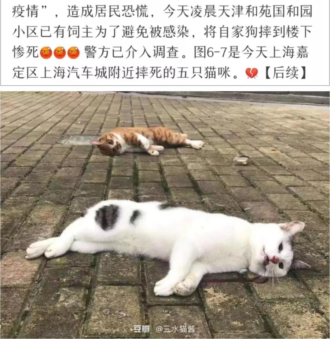 新型肺炎期间宠物怎么办 连宠物医院都不营业？