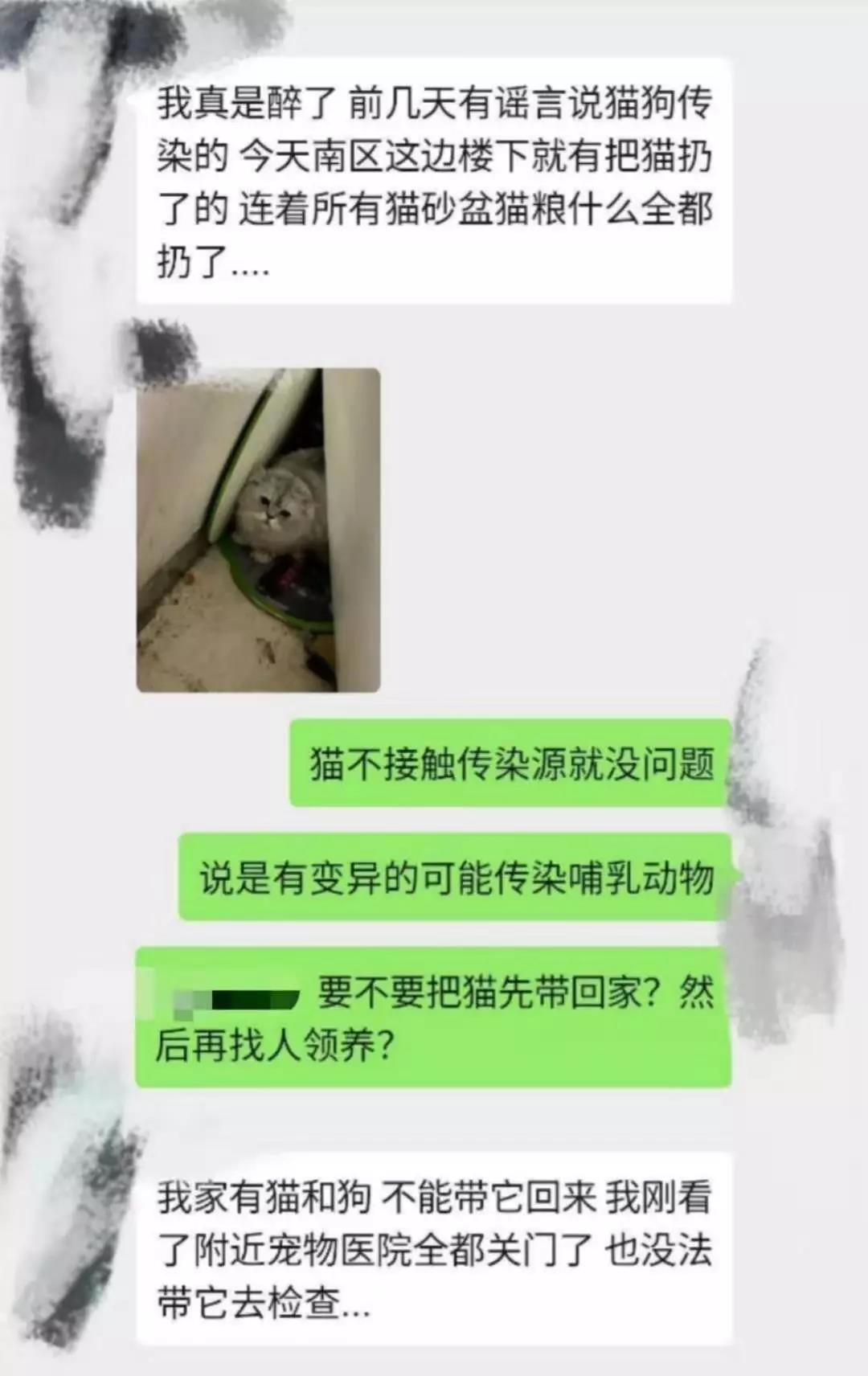 武汉封城家里的猫怎么办 疫情无情人有情