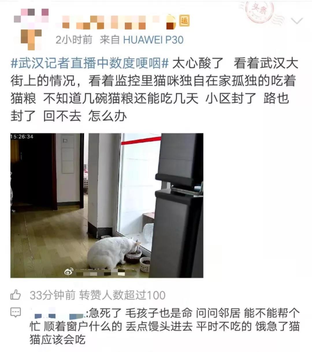 武汉封城家里的猫怎么办 疫情无情人有情