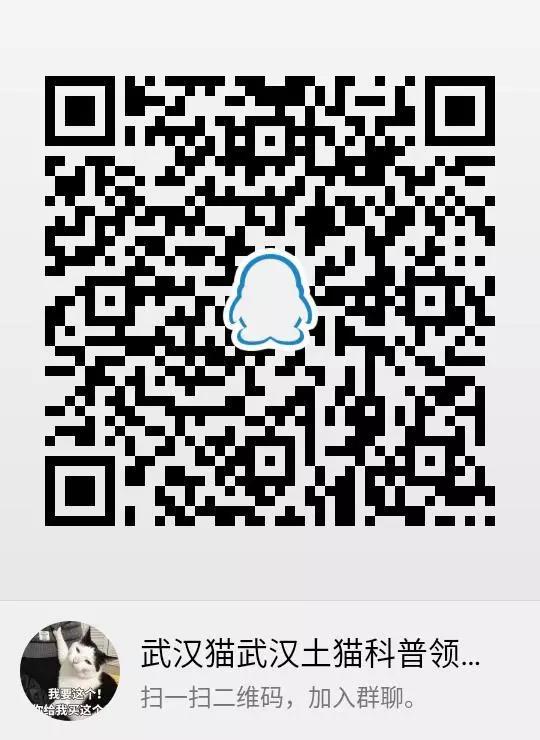 武汉封城家里的猫怎么办 疫情无情人有情