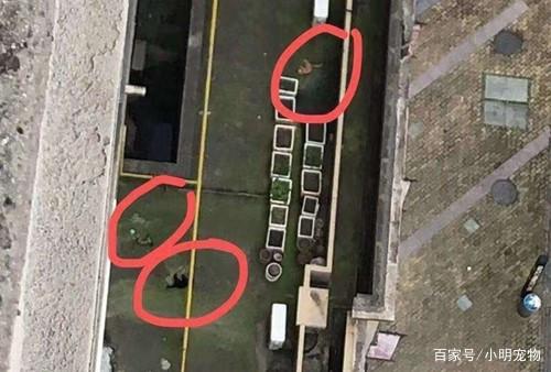 家里的猫狗会感染新型冠状病毒吗 保护好家里的猫狗吧！