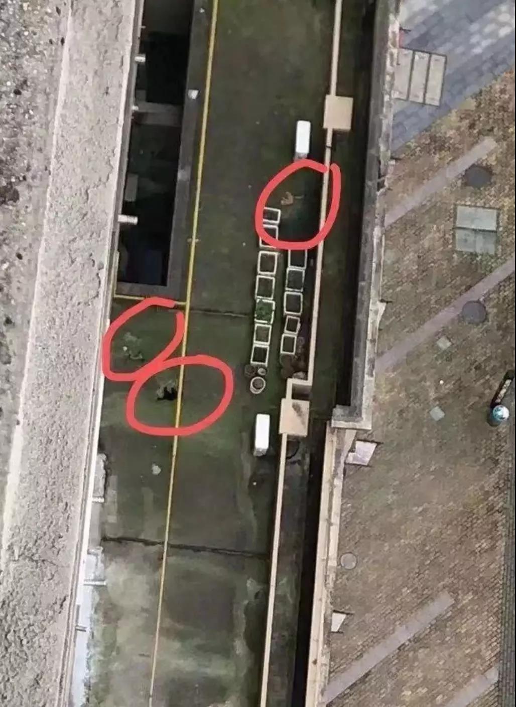 世卫组织称无证据显示宠物会感染 别再以谣传谣！