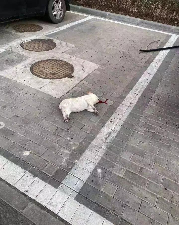 猫狗会被传染新型肺炎吗 杀死它的不是病毒是无知