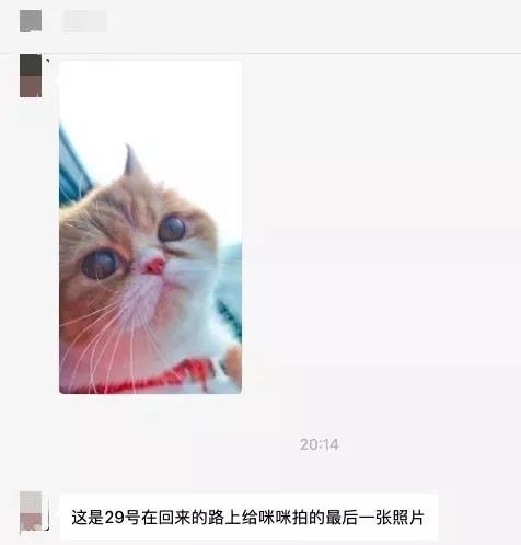 猫狗会被传染新型肺炎吗 杀死它的不是病毒是无知