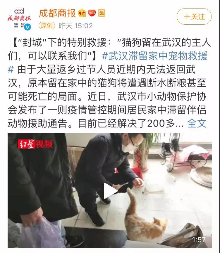 猫狗会被传染新型肺炎吗 杀死它的不是病毒是无知