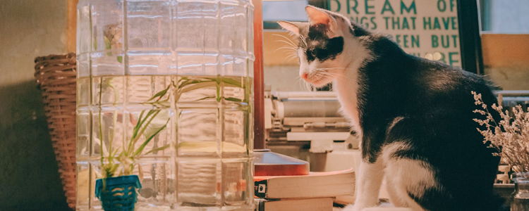 猫和狗会传染疫情吗 面对谣言要动脑！