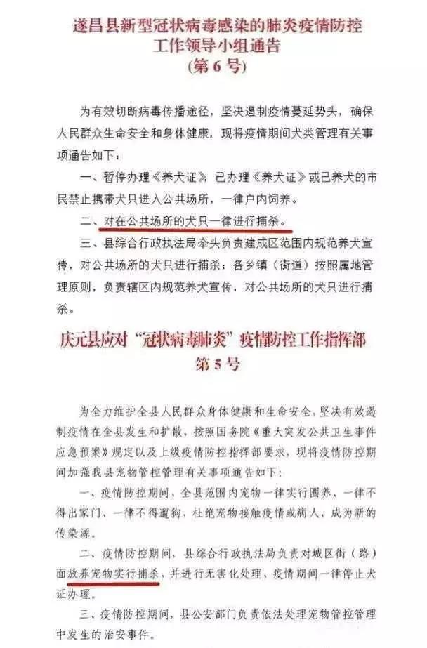 猫和狗会传染疫情吗 面对谣言要动脑！