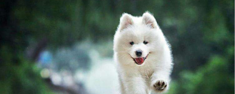 宠物如何防范新冠肺炎 这样的方法正确帮助宠物渡过疫情！