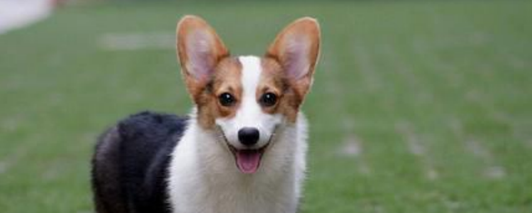 犬冠状病毒与新型冠状病毒 不要把两种病毒混为一谈！