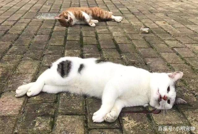 新型冠状病毒会传染给猫狗吗？ 不要抱有侥幸心理！