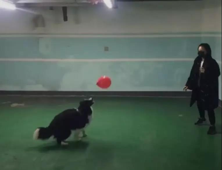 疫情期间可以遛狗狗吗 请对自己负责！