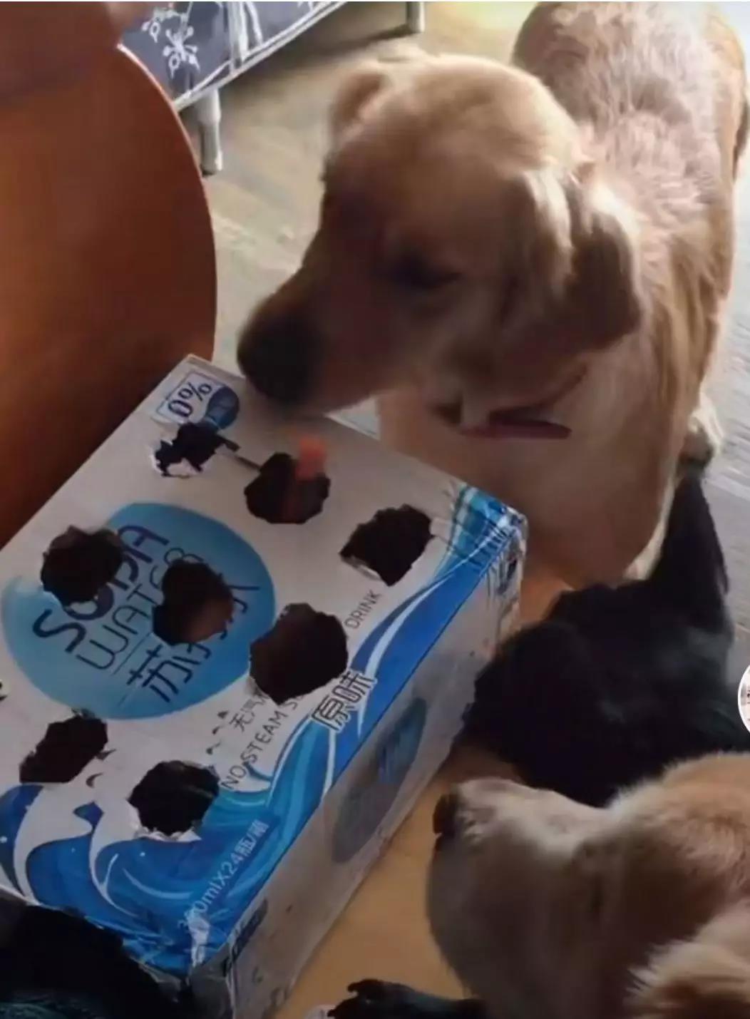 疫情期间可以遛狗狗吗 请对自己负责！