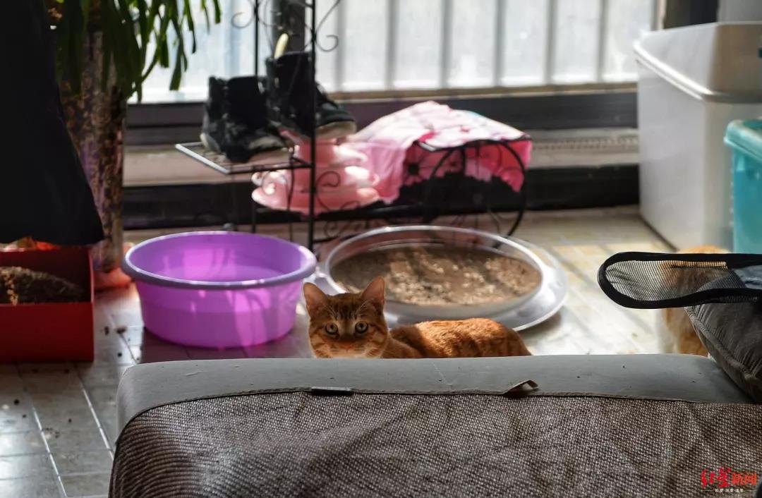 武汉封城宠物怎么办 封城下的特别救援行动