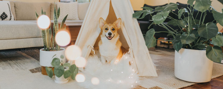 宠物猫狗会感染新型冠状病毒吗 还有多少宠物要死于谣言