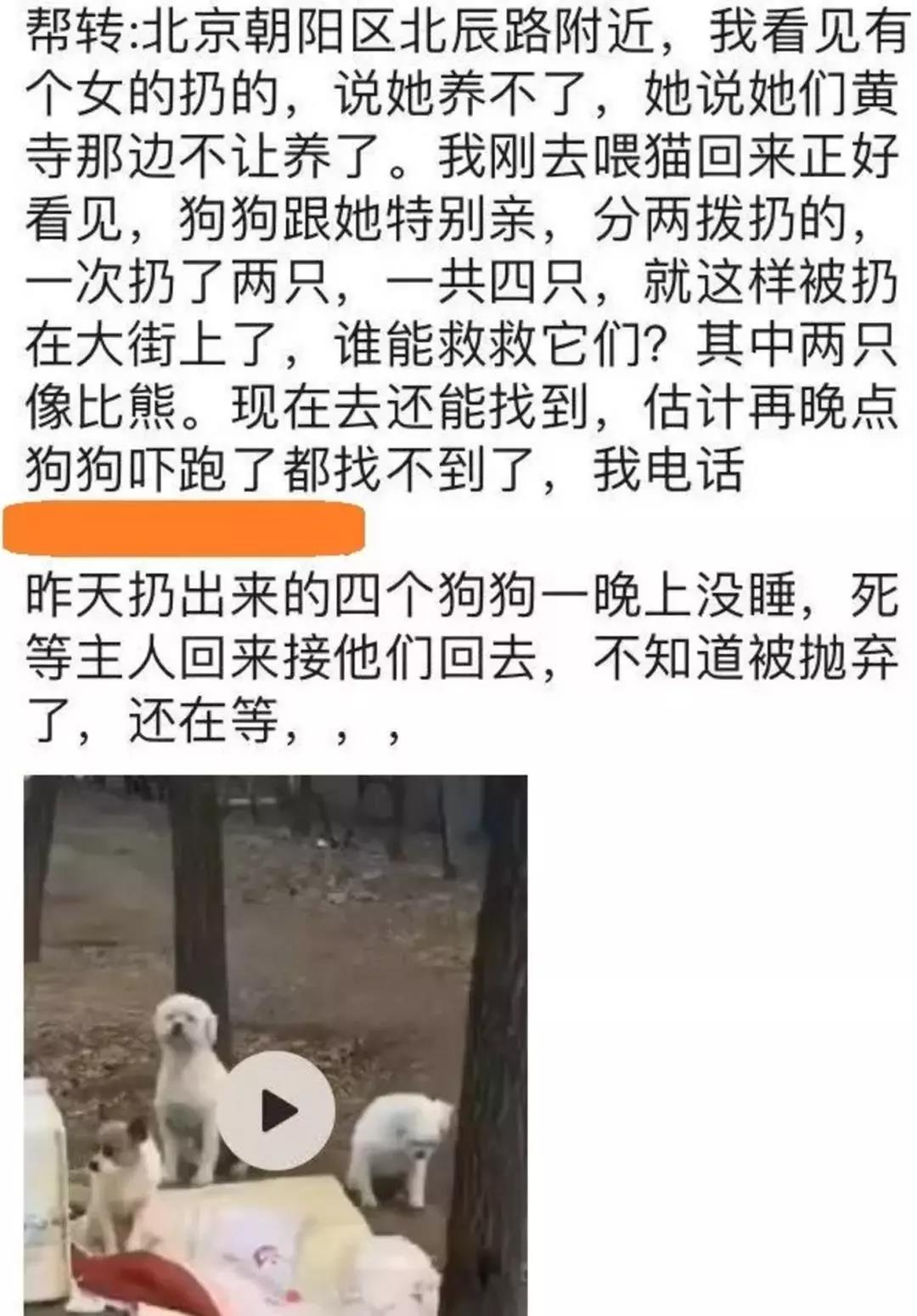 宠物猫狗会感染新型冠状病毒吗 还有多少宠物要死于谣言