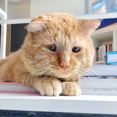 宠物猫狗会感染新型冠状病毒吗 还有多少宠物要死于谣言