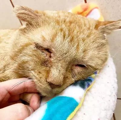 宠物猫狗会感染新型冠状病毒吗 还有多少宠物要死于谣言