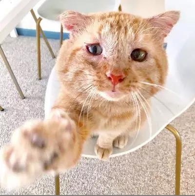 宠物猫狗会感染新型冠状病毒吗 还有多少宠物要死于谣言